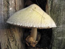 Volvariella-bombycina_3